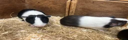 Guinea Pig rodents for sale: Young Male / boar guinea pigs  - Advert 9