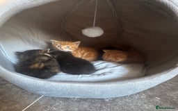 Mixed Breed cats for sale: Main coon mix kittens - Image 1