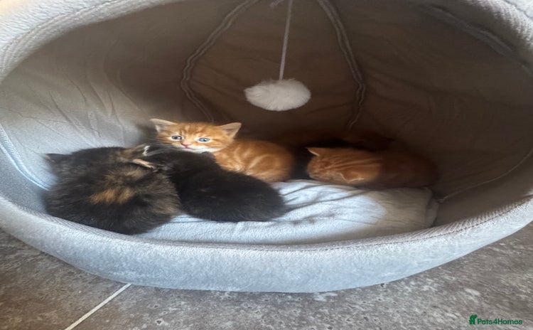 Mixed Breed cats - Advert 12