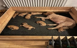 Mini Goldendoodle dogs for sale: 8 Lovingly Raised Miniature Goldendoodles  - Image 9