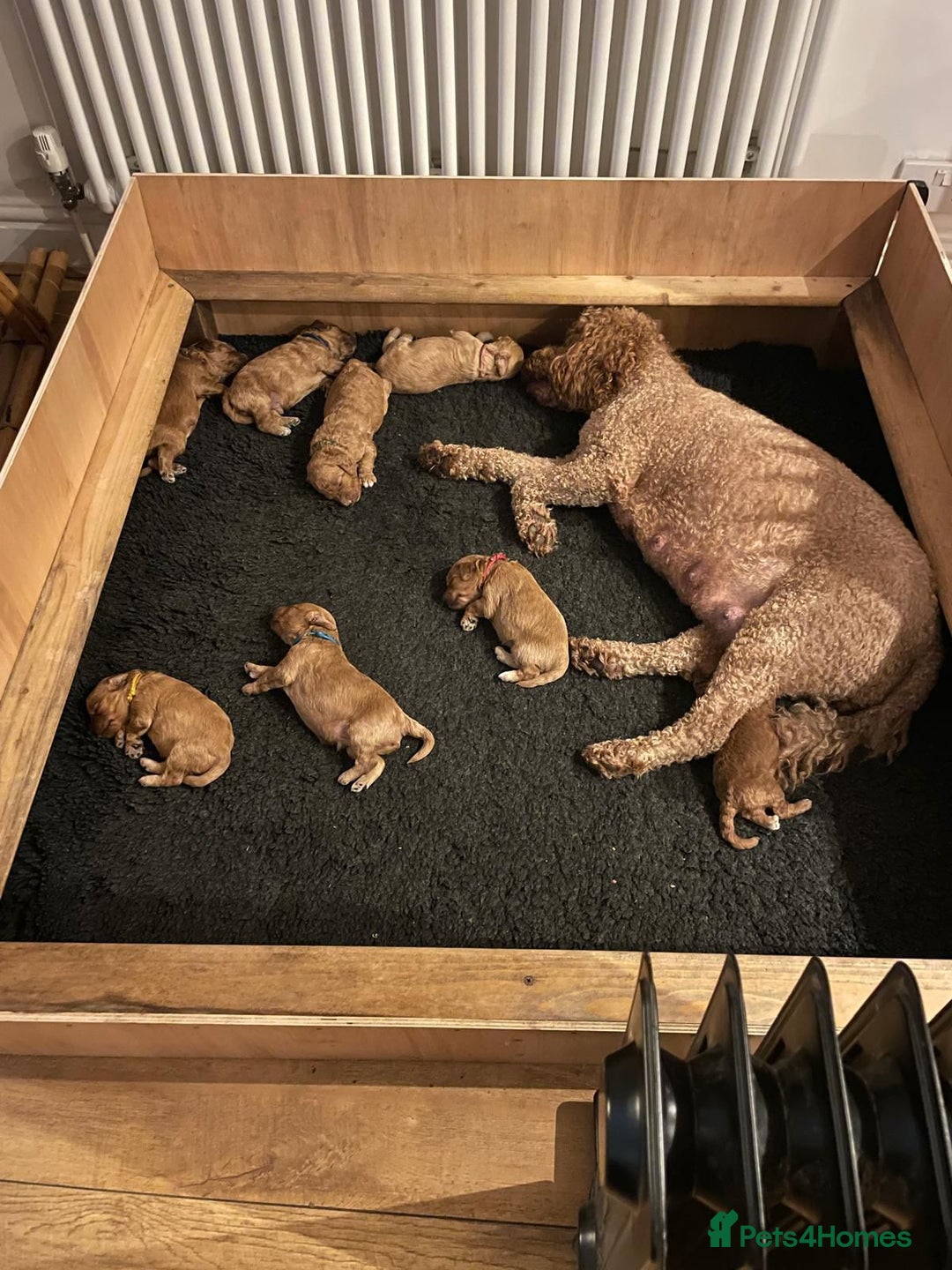 Mini Goldendoodle dogs for sale: 8 Lovingly Raised Miniature Goldendoodles  - Image 9