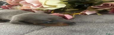 Miniature Dachshund Puppy 1