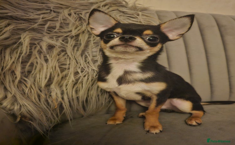 Chihuahua dogs - Advert 3