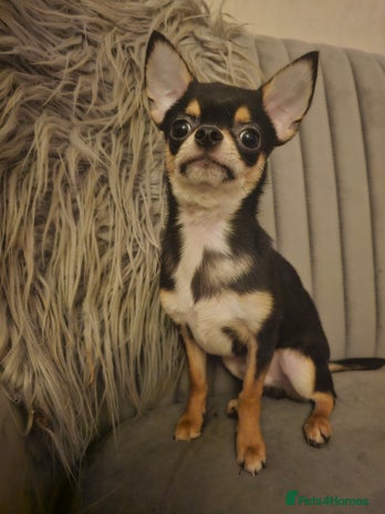 Chihuahua dogs - Advert 2