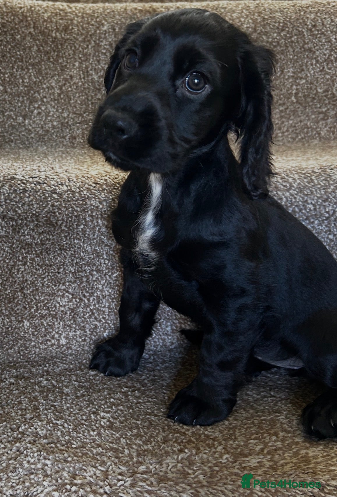 Cocker Spaniel dogs for sale: cocker spaniels 3 left £1100 🌟🌟🌟🌟🌟 reviews - Advert 2