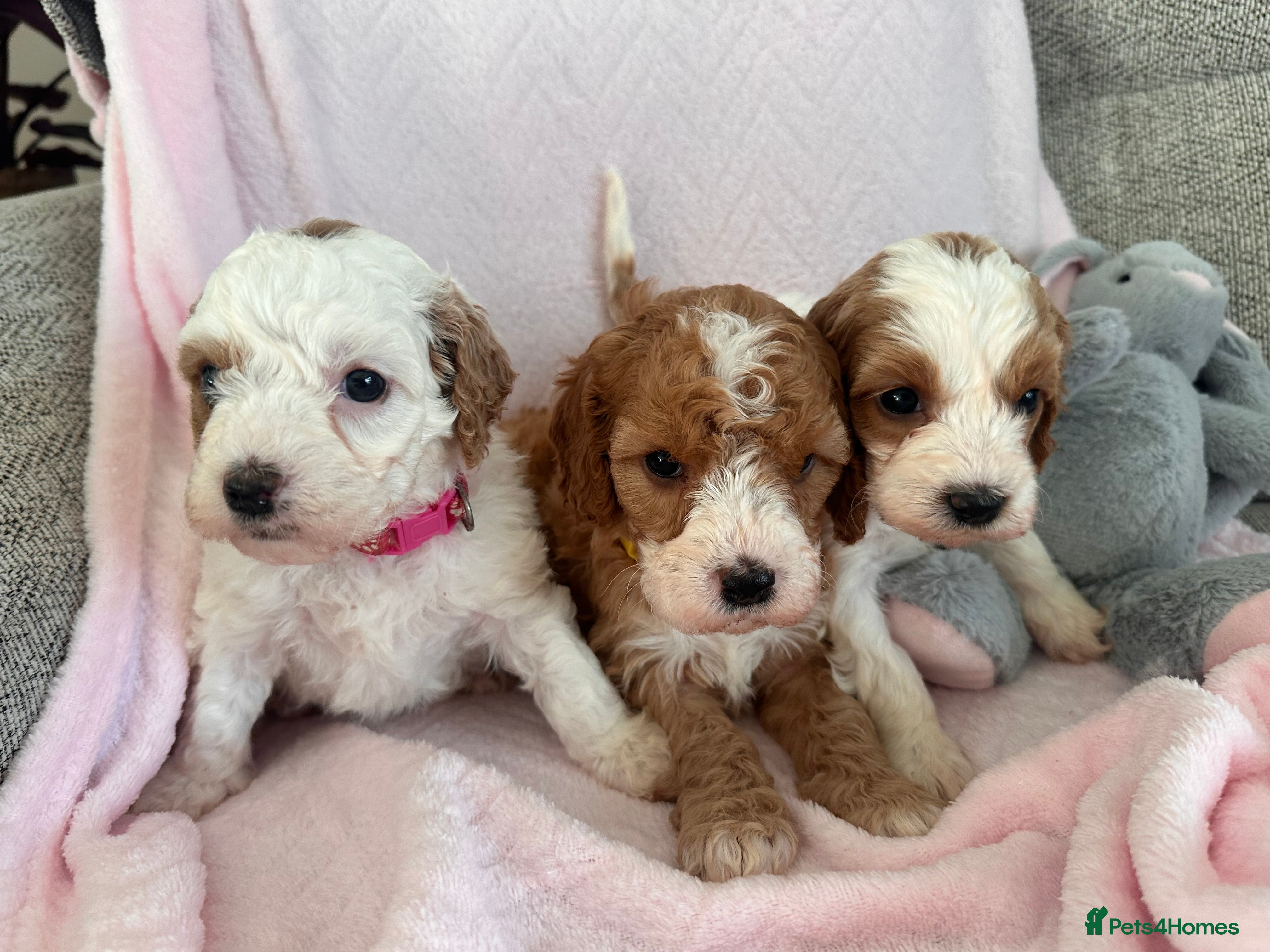 Cavapoo dogs Stunning F1b Cavapoos - Advert 2