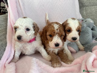 Cavapoo dogs Stunning F1b Cavapoos - Advert 13