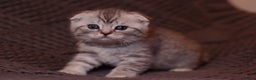 Scottish Fold cats for sale: Gorgeous Scottish Fold and straight kittens - Advert 3