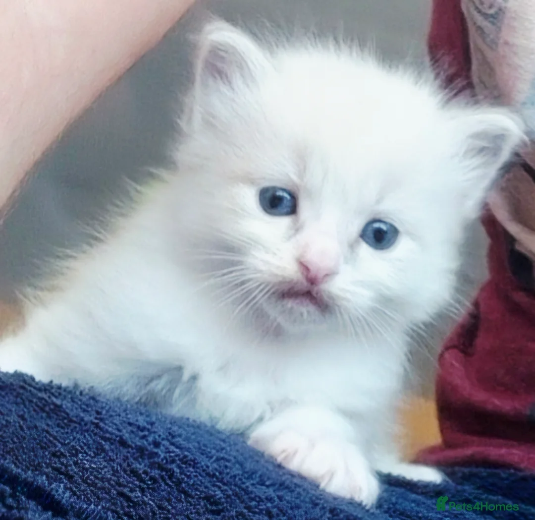 Ragdoll cats for sale: Stunning pure ragdoll kittens * all reserved* - Advert 9