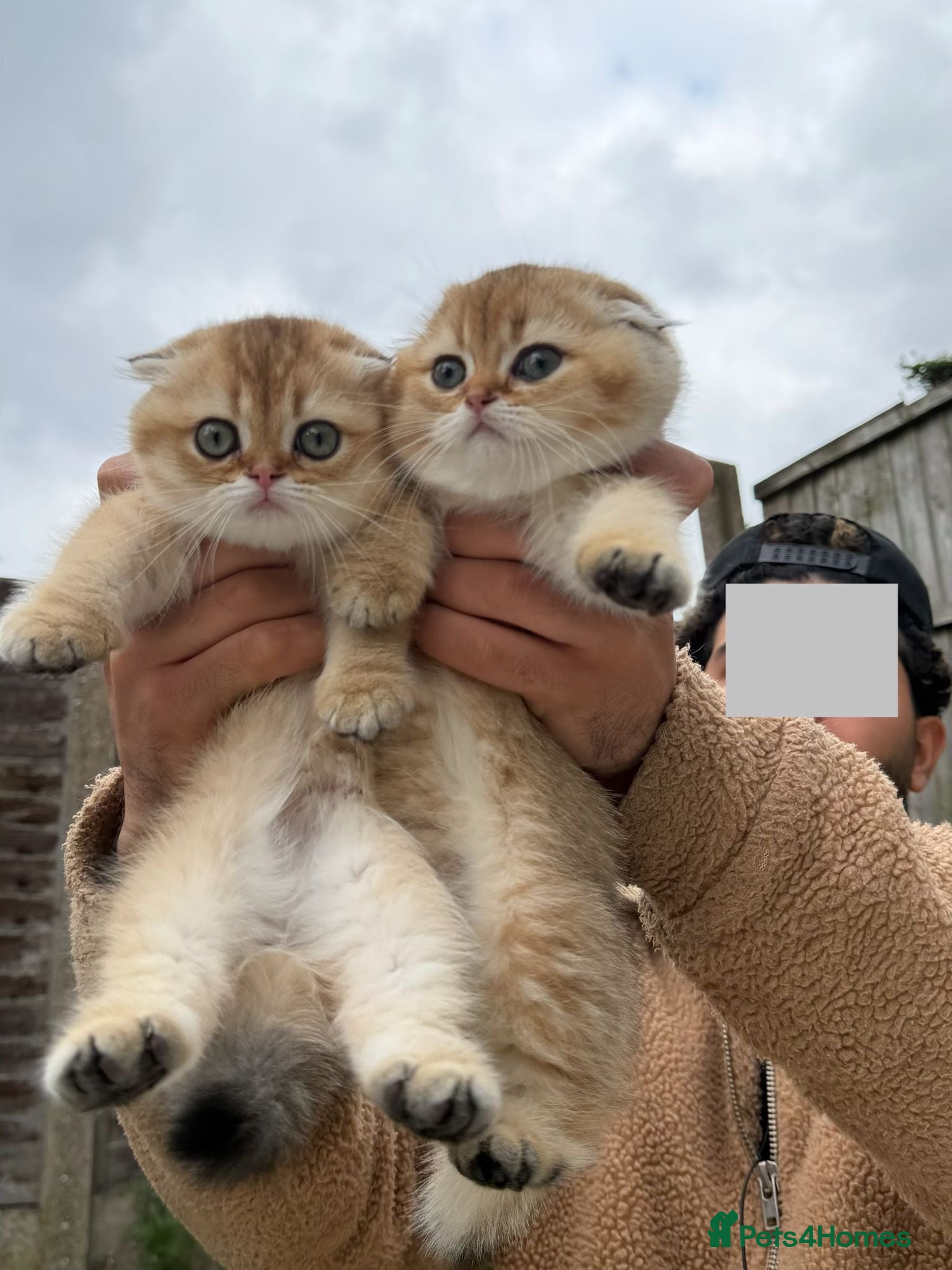 Scottish Fold cats British Shorthaired Golden Cats - Advert 7