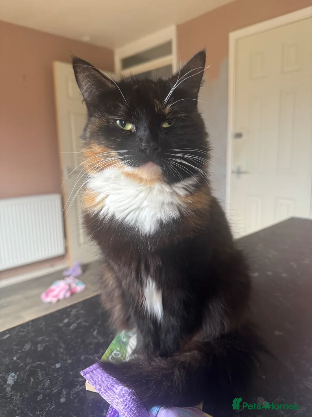 Mixed Breed cats for sale: Calico girl gorgeous colours  - Advert 2