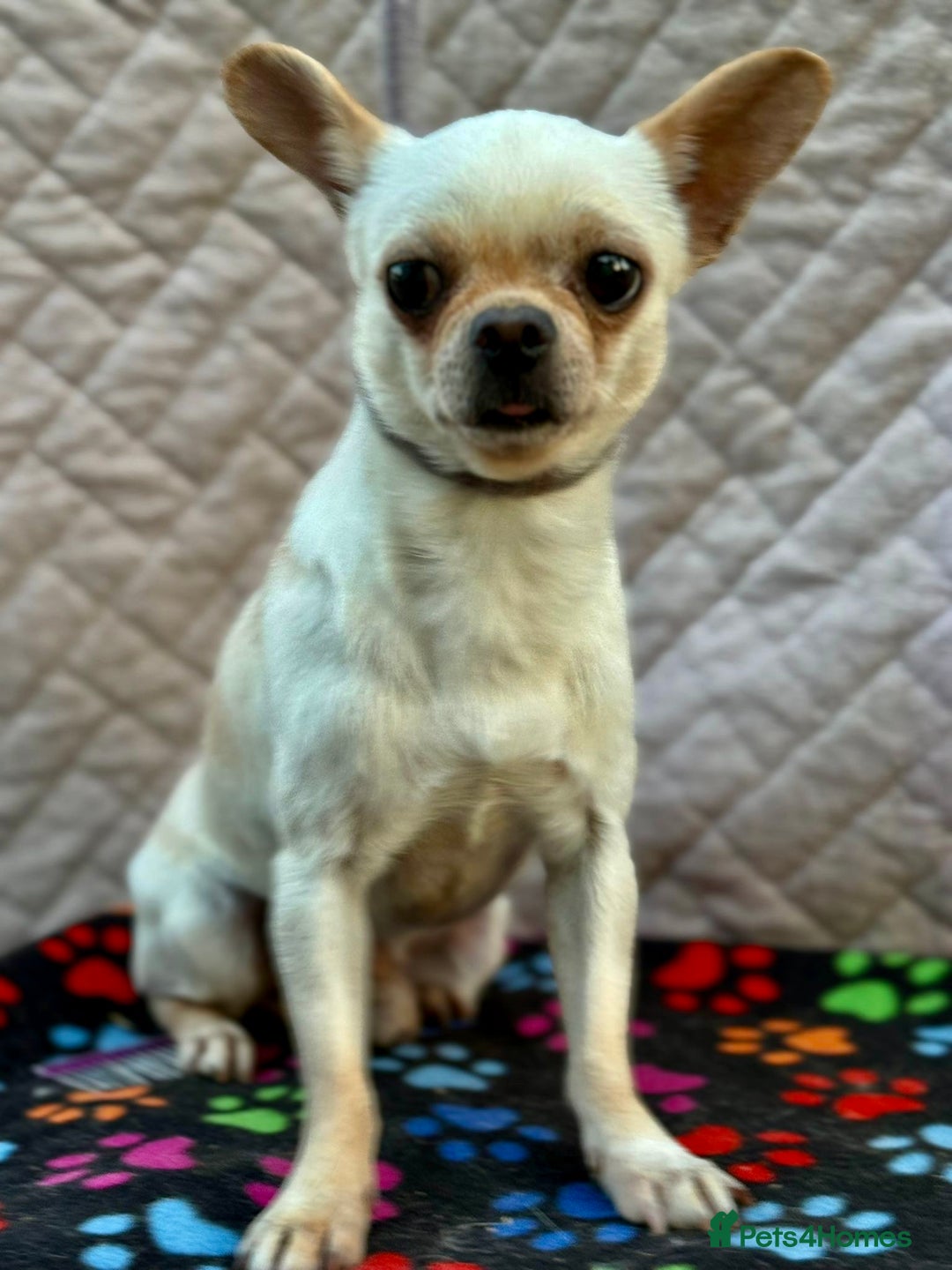 Chihuahua dogs for adoption: Spike’s Story: Small Body, Big Heart - Image 2