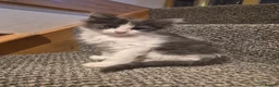 Ragdoll cats for sale: Ragdoll x Norwegian forest - Advert 6