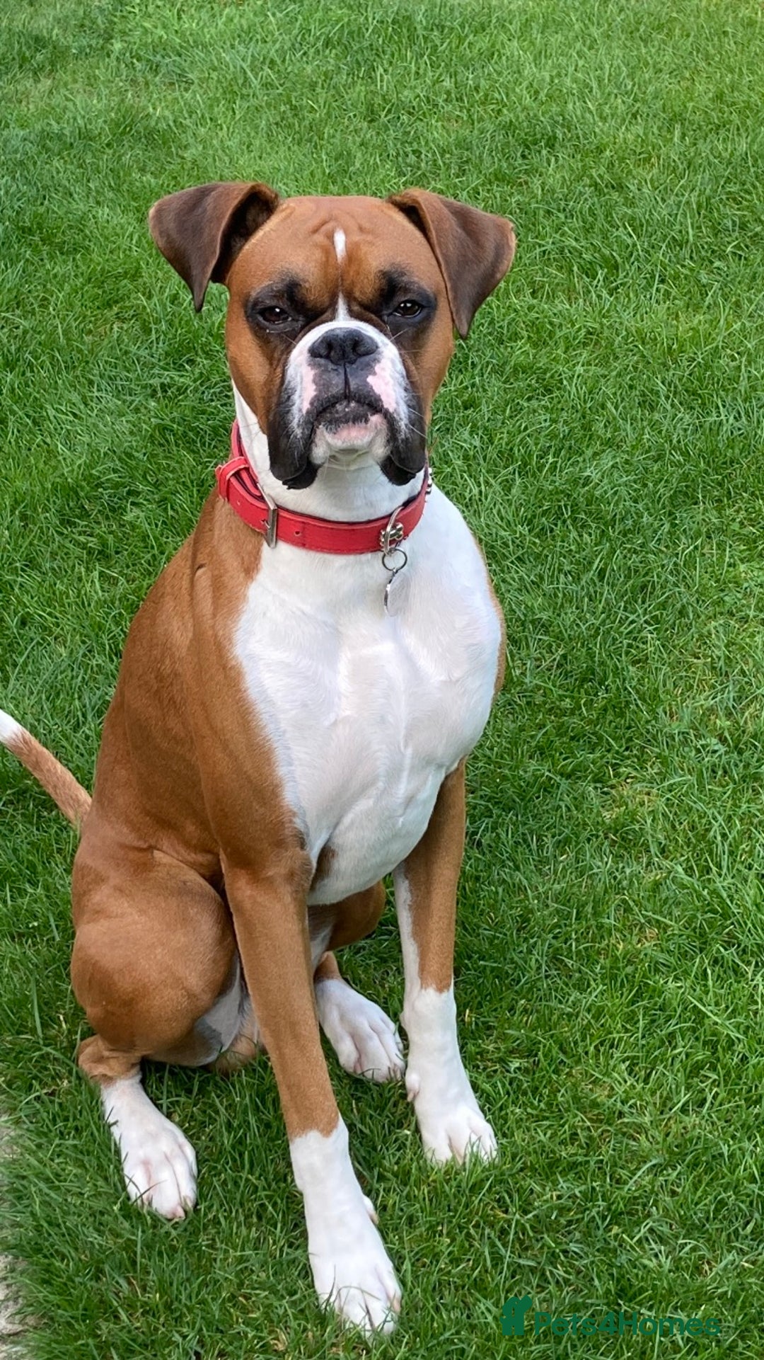 Boxer dogs for stud: Handsome Boxer for Stud  in Beverley - Advert 1