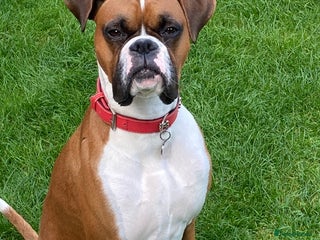 Boxer dogs in Beverley - Advert 2
