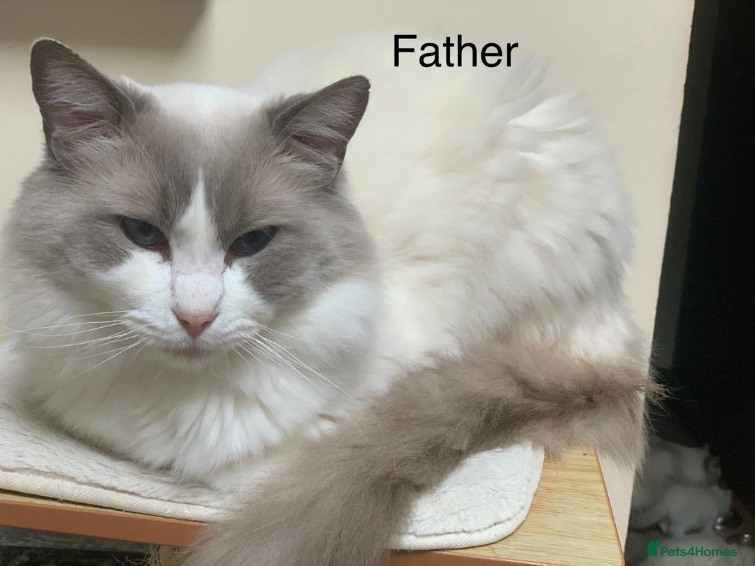 Ragdoll cats for sale: ❗️Charming Pure Ragdoll Kittens waiting love ❤️❗️ - Advert 2