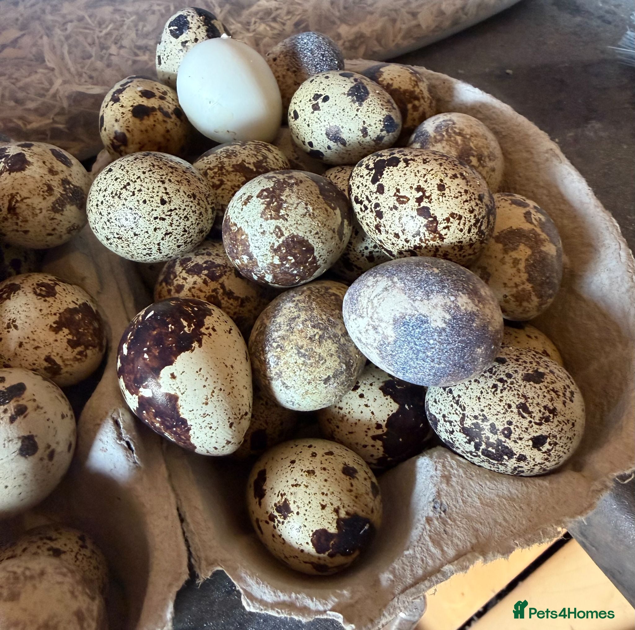 Quail poultry 12x JUMBO FERTILE QUAIL EGGS 🥚 - Advert 1