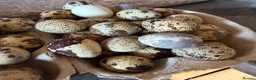 Quail poultry for sale: 12x JUMBO FERTILE QUAIL EGGS 🥚 - Advert 1