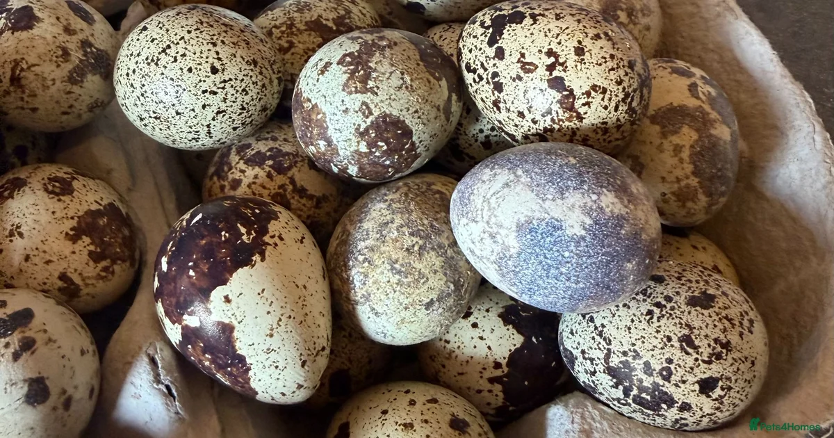 Hatching Hatching eggs Poultry for sale | Pets4Homes