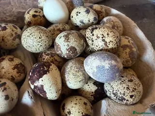 Quail poultry for sale: 12x JUMBO FERTILE QUAIL EGGS đ„ - Advert 2