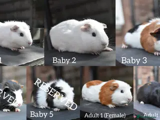 Guinea Pig rodents Baby Guinea Pigs Looking For New Homes - Advert 6