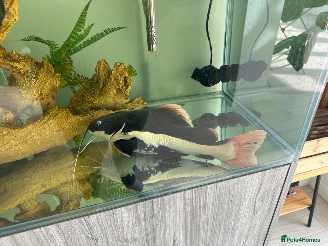 Catfish fish for sale: Redtail catfish - Advert 2