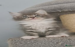 Mixed Breed cats for sale: Ragcoon kittens  - Image 2