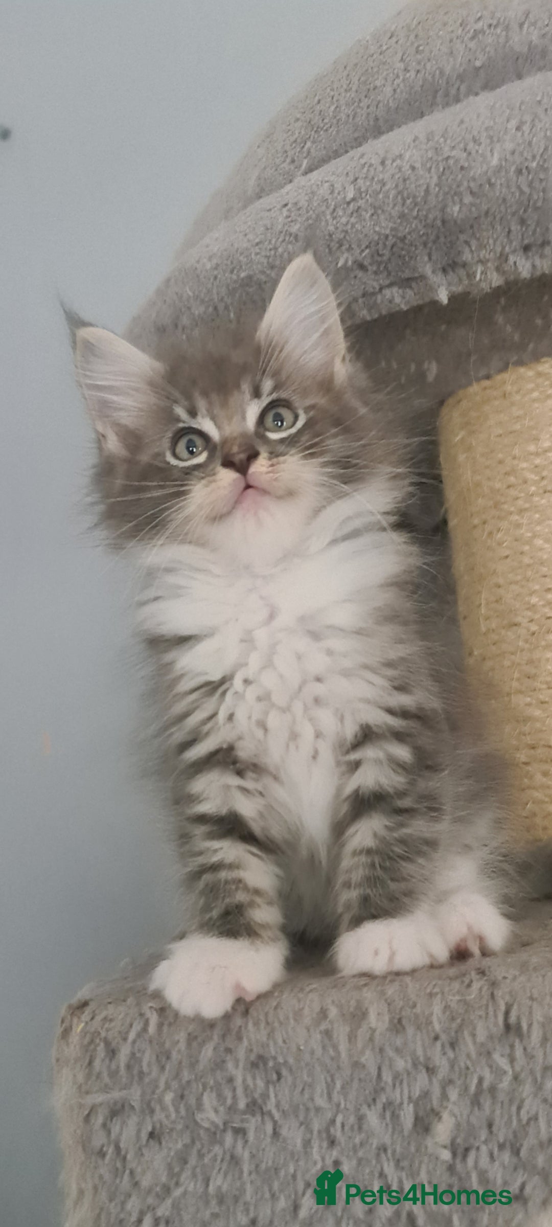 Mixed Breed cats for sale: Ragcoon kittens  - Image 2