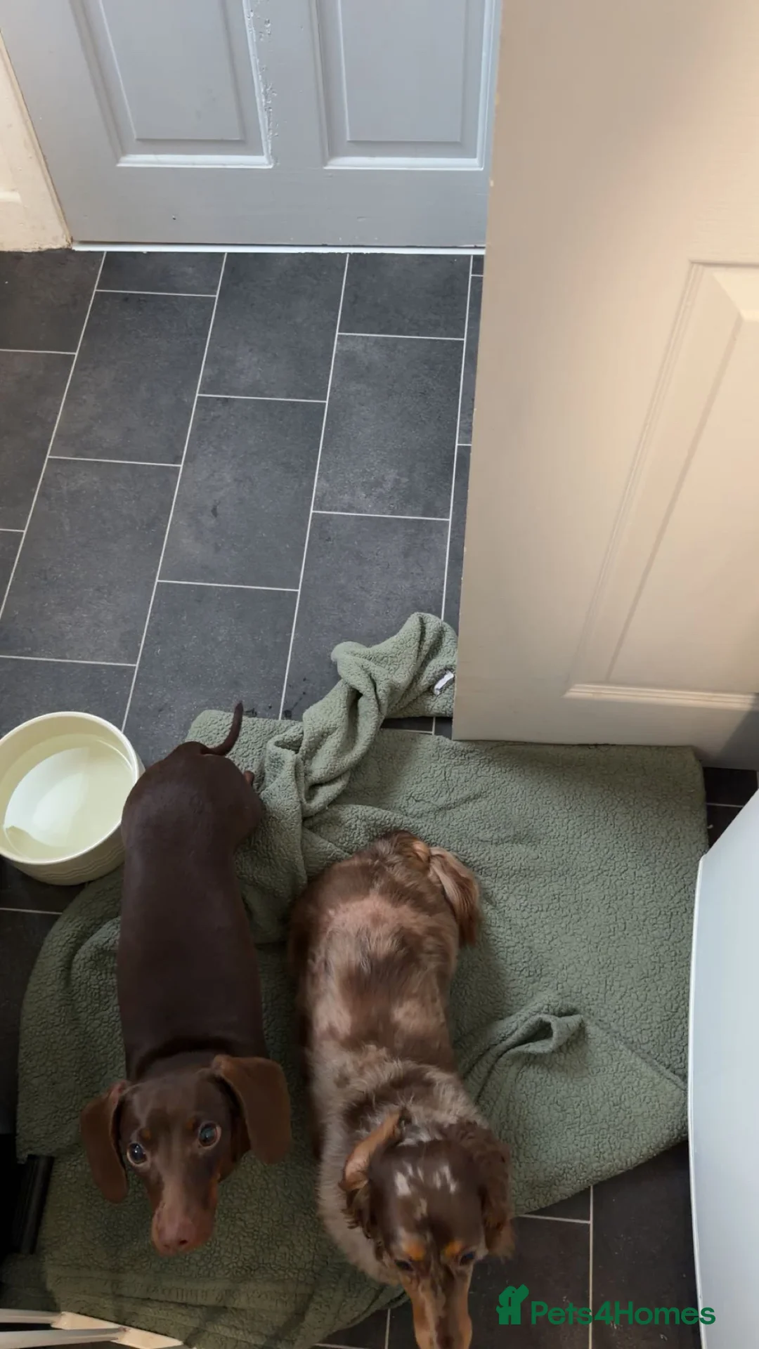 Dachshund dogs for sale: Pep the Dachshund in Birkenhead - Advert 2