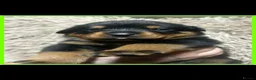 Rottweiler dogs for sale: 3 beautiful Rottweiler girl puppies available!  - Advert 12