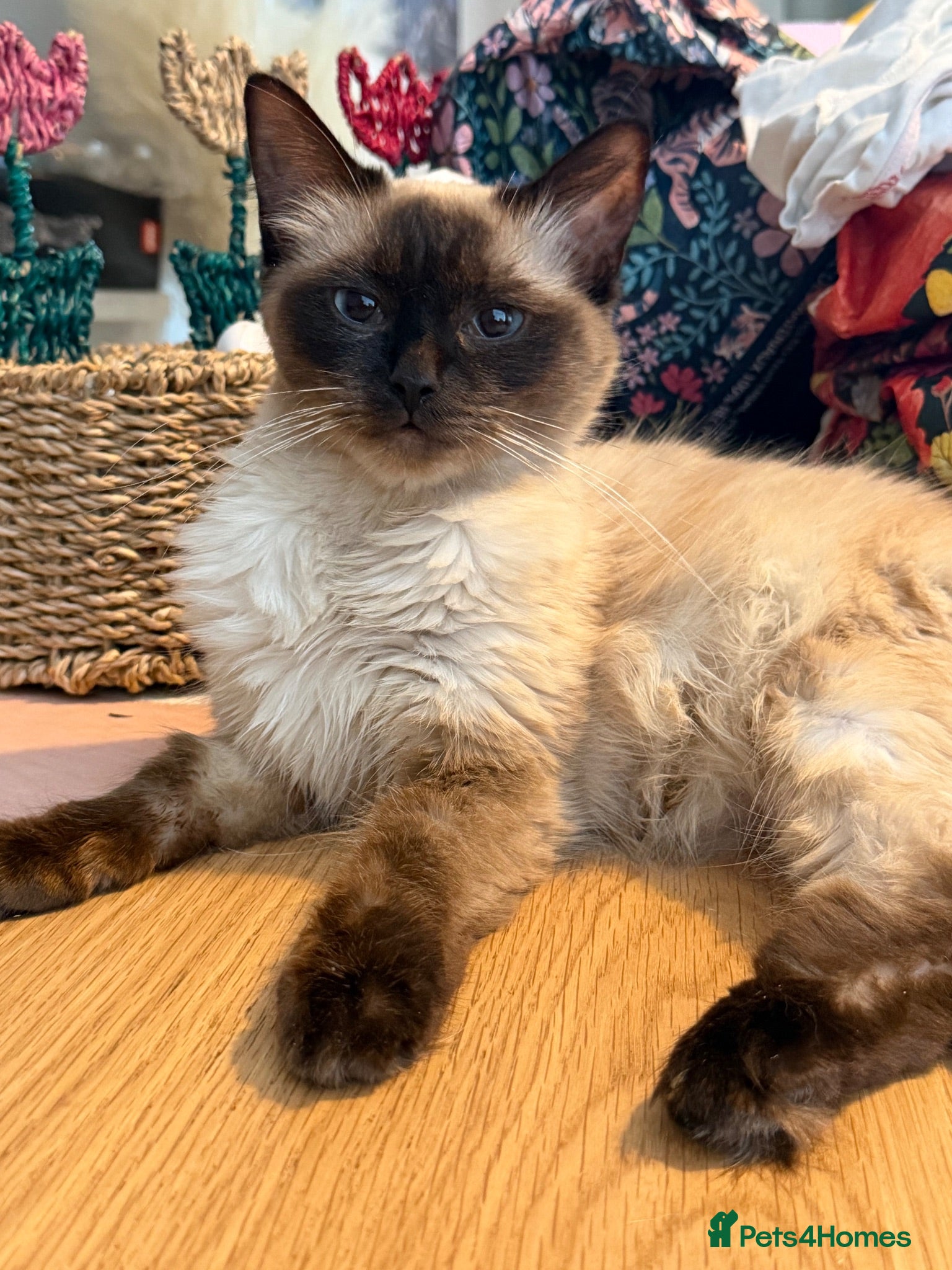 Mixed Breed cats Beautiful Half Ragdoll Kittens  - Advert 1