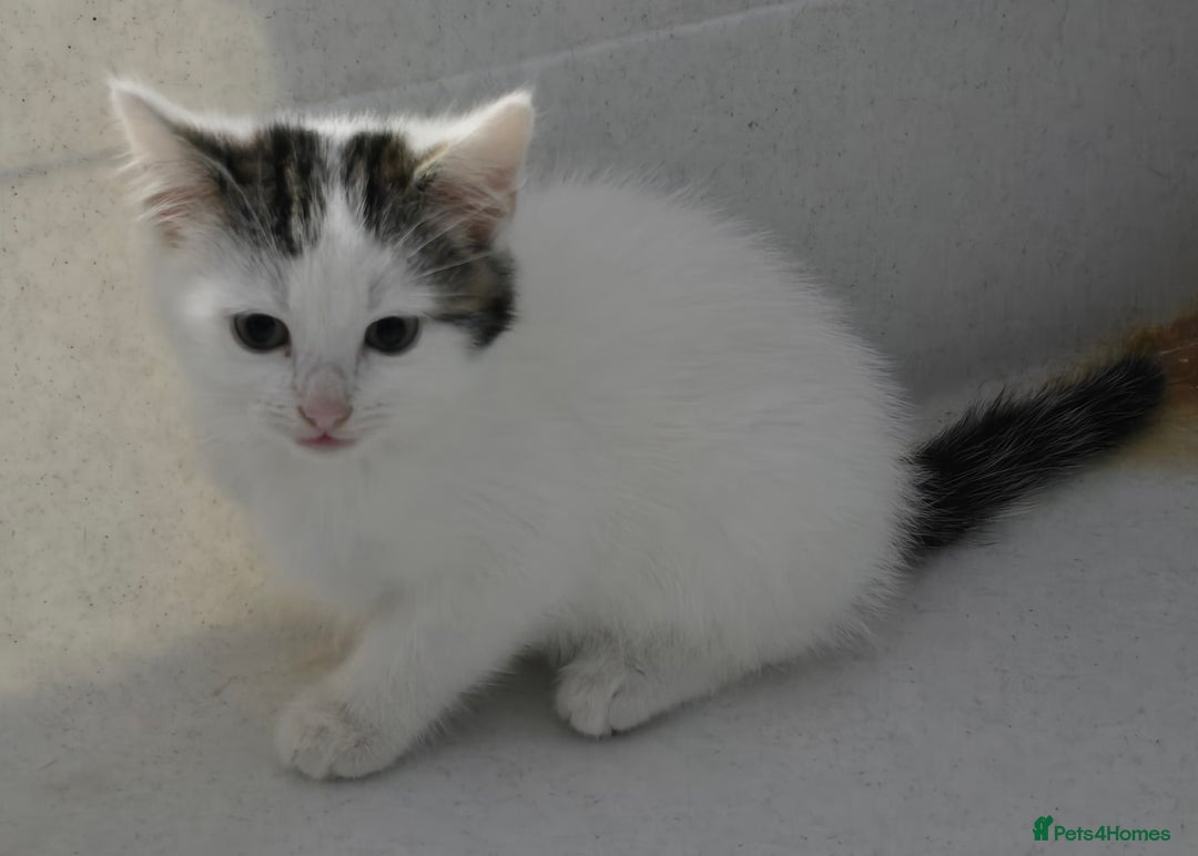 Mixed Breed cats for sale: Gorgeous Boys ready now!!! - Advert 2