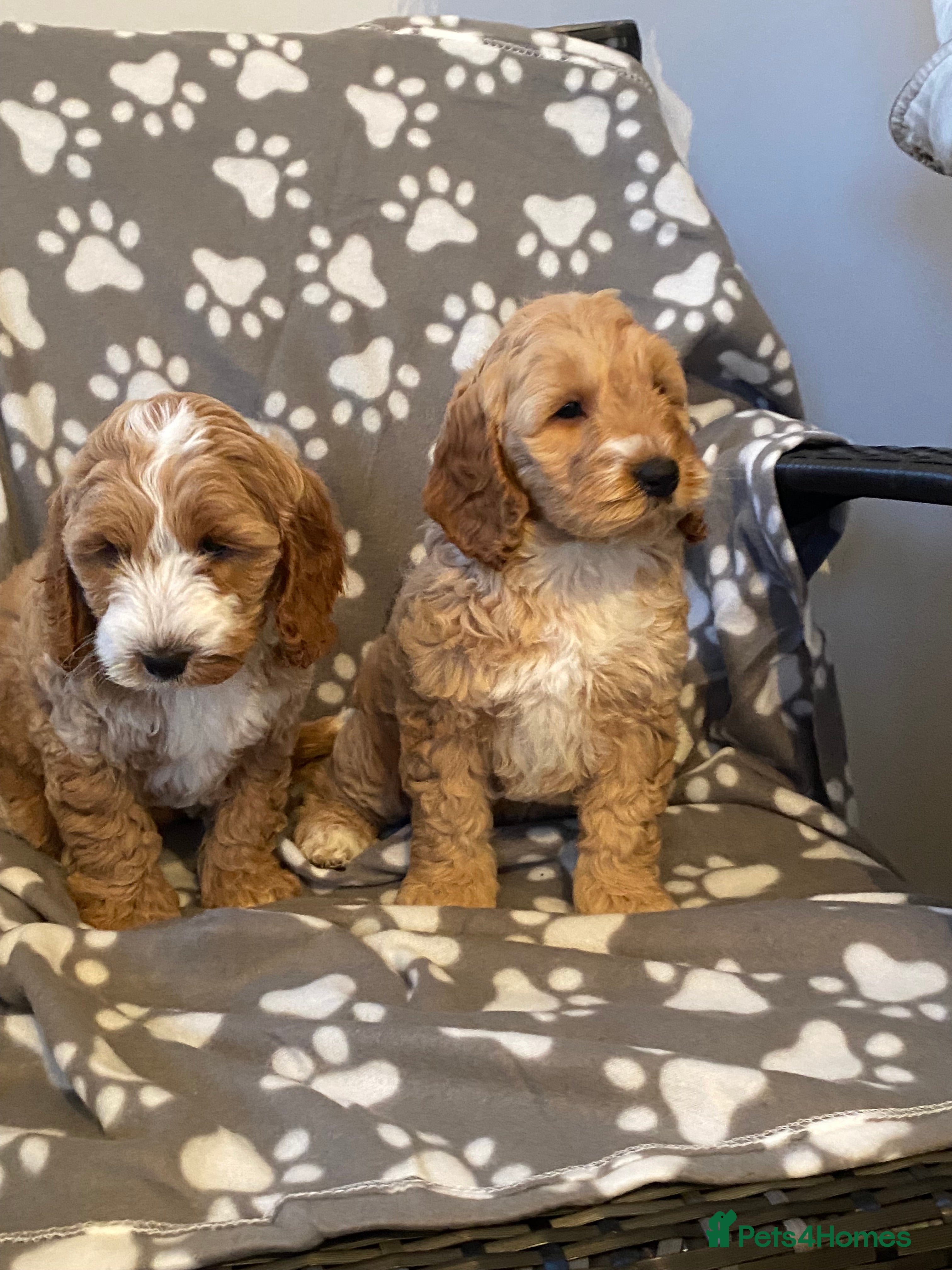 Cockapoo dogs Cockapoo puppies for sale  - Advert 5