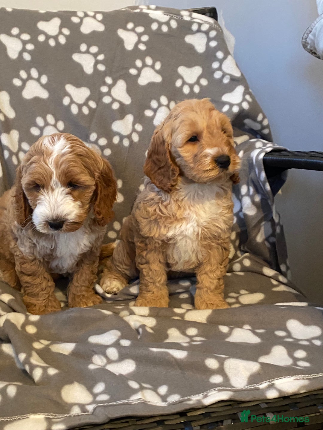 Cockapoo dogs for sale: Cockapoo puppies for sale  - Advert 1