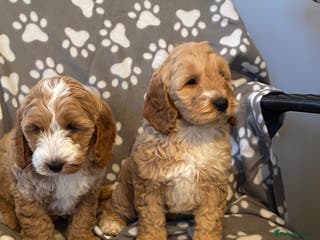 Cockapoo dogs Cockapoo puppies for sale - Advert 11