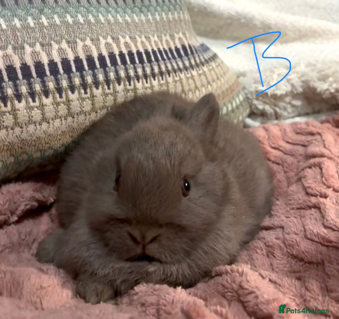 Netherland Dwarf rabbits for sale: 2 beautiful chocolate coloured netherland dwarfs - Advert 5