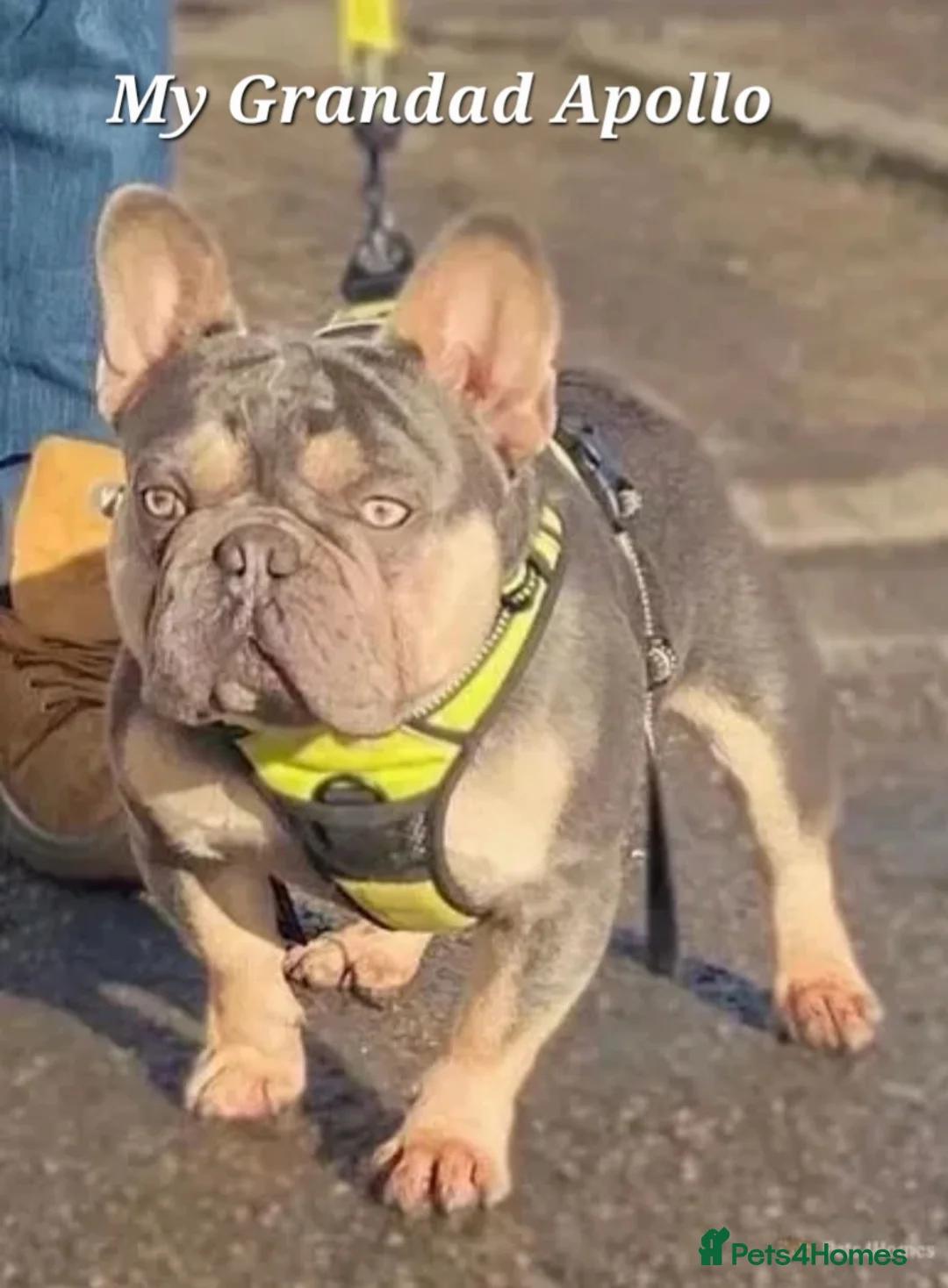 French Bulldog dogs for stud: 🔥 PLATINUM LILAC & TAN FLUFFY - WELL PROVEN- KC   in Blackpool - Advert 16