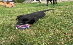 Labrador Retriever dogs for sale: KC Registered Black Labradors Edinburgh - Image 3
