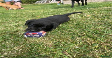 Labrador Retriever dogs - Advert 1