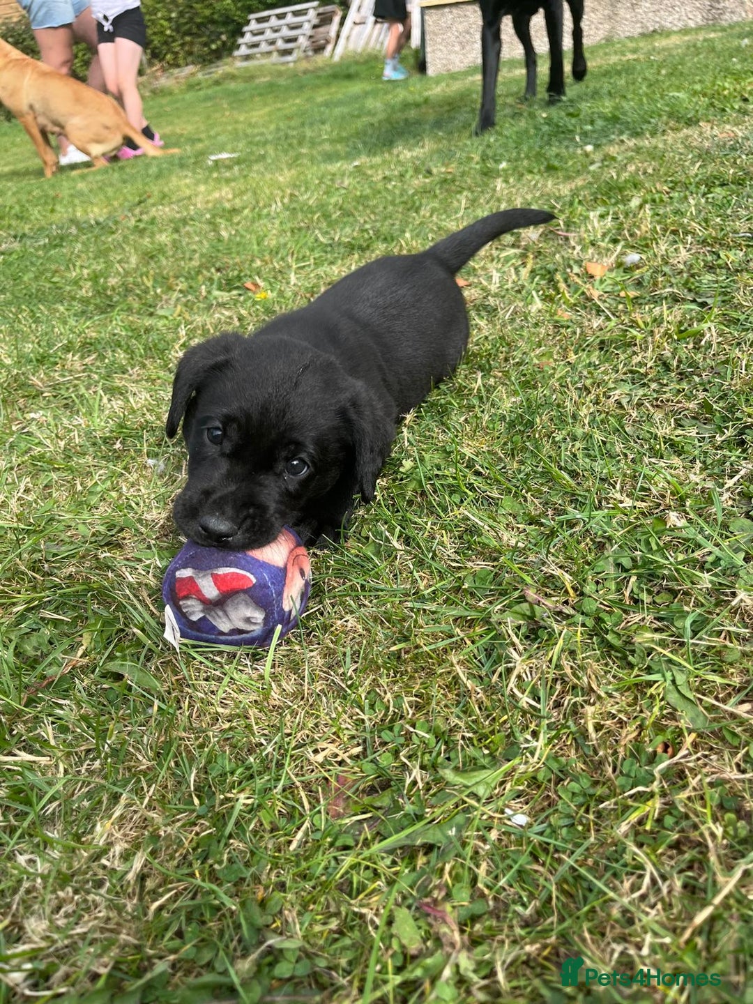 Labrador Retriever dogs for sale: KC Registered Black Labradors Edinburgh - Image 3