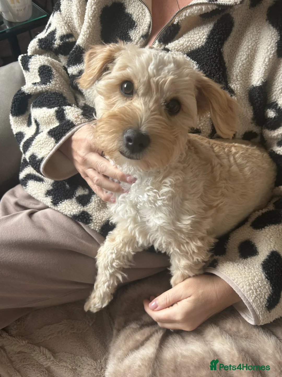 Mixed Breed dogs for sale: Puppy (westie poo x Cavapoo) - Advert 2