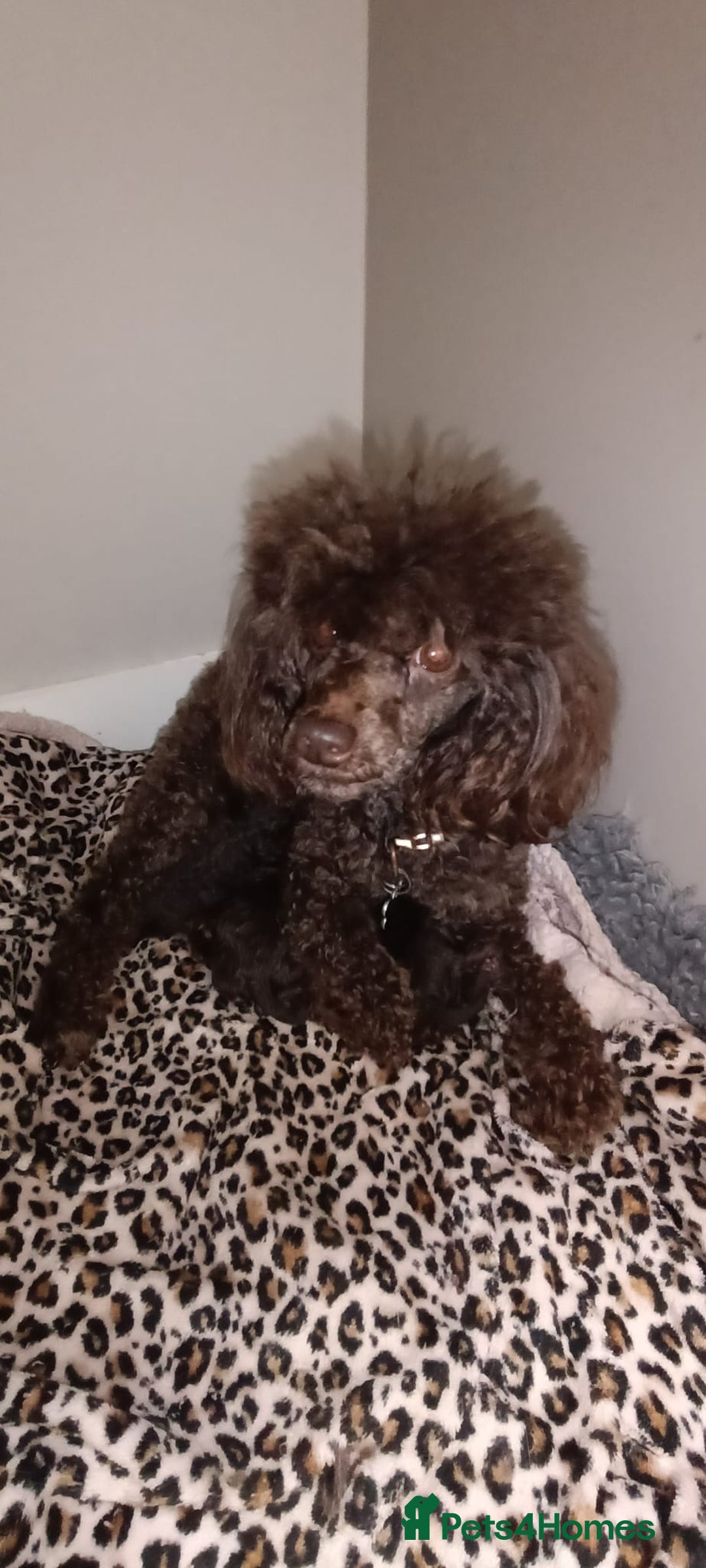 Toy Poodle dogs for sale: Chocolate tiny toy poodle  - Advert 3