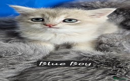 British Shorthair cats for sale: BSH GOLDEN KITTENS - Advert 3