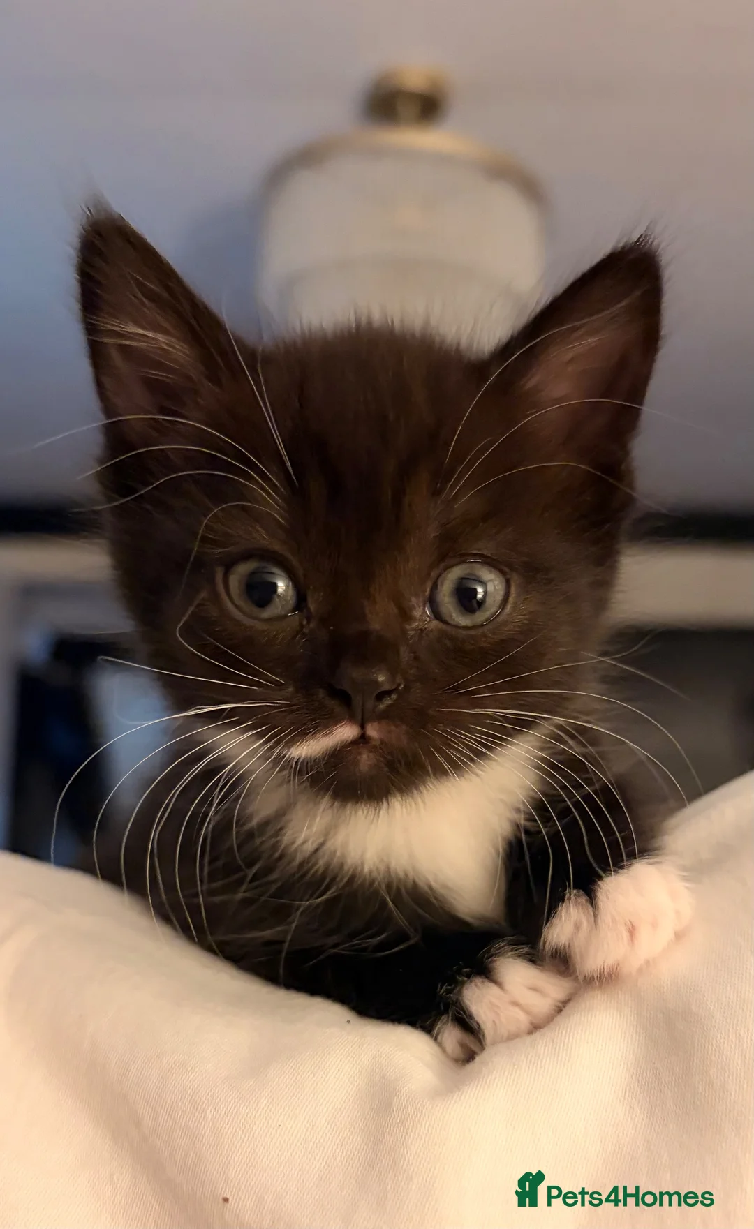 Mixed Breed cats for sale: Gorgeous Bundles of Fun - Advert 14