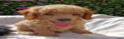 Toy Poodle dogs for sale: READY NOW HEALTH TESTED TOY POODLES KC REG  - Advert 17