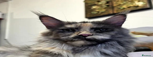 Aiko