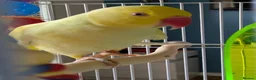 Ringnecks birds for sale: Female Lutino Indian Ringneck  in Abergele - Advert 9