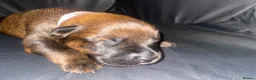 Mixed Breed dogs for sale: 🐾 Rottweiler x Belgian Malinois Puppies  - Advert 4