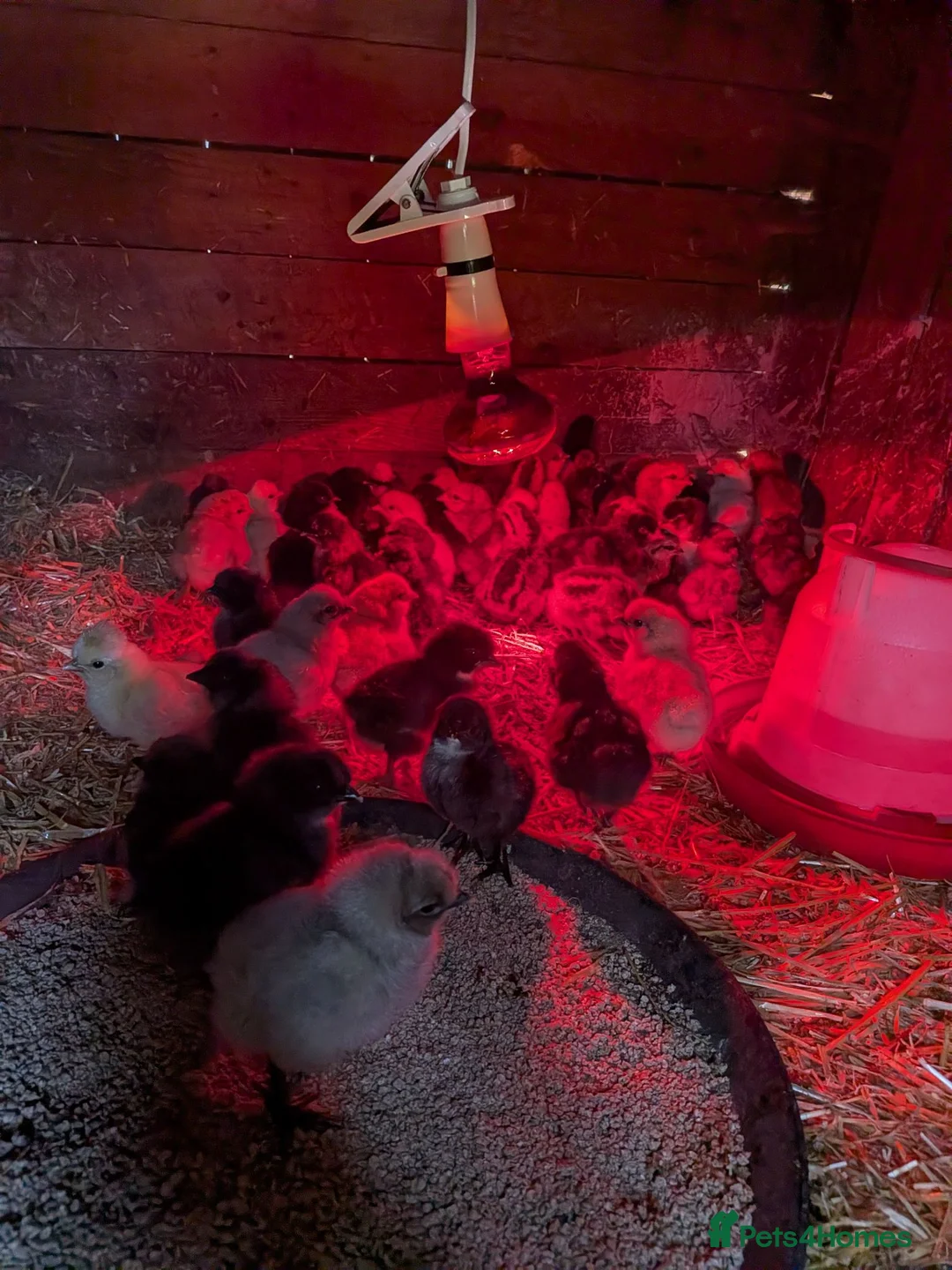Chickens poultry for sale: Chicks for sale pure and mixed  in Bridgend - Advert 1