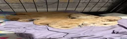 Mixed Breed dogs for sale: Puppies for sale  in Gainsborough - Advert 3